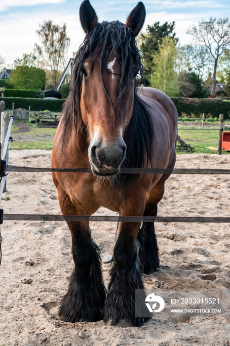 A beautiful horse stands in the paddock of a village farm. Shire draft workhorse with hair near the hooves, close-up.