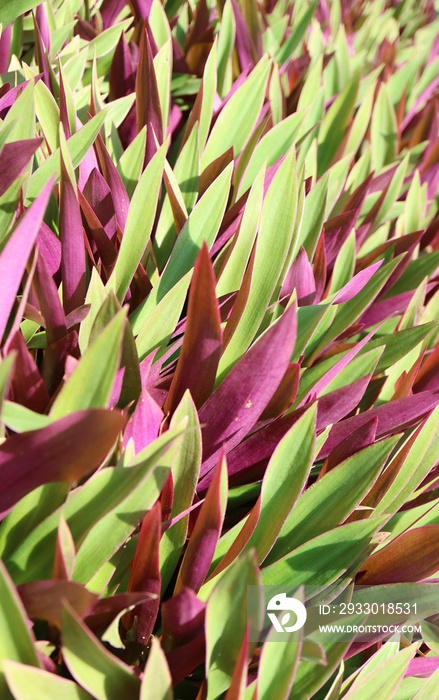 Stunning Variegated Leaves of Moses In The Cradle or Oyster Plants in the Sunlight