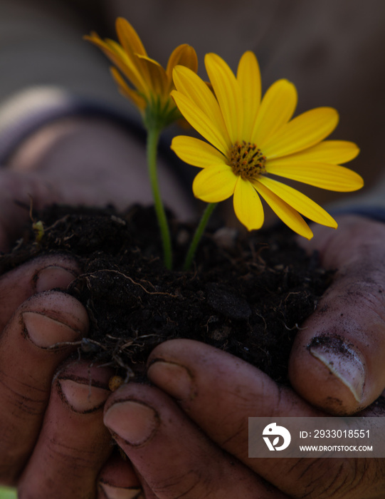 mani che tengono la terra con fiore