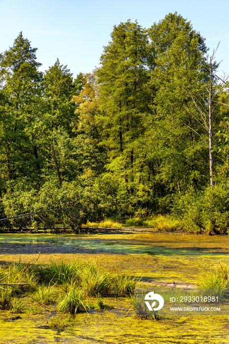 Dense wetland vegetation of forest pond in Bagno Calowanie Swamp wildlife reserve during summer season in Podblel village south of Warsaw in Mazovia region of Poland