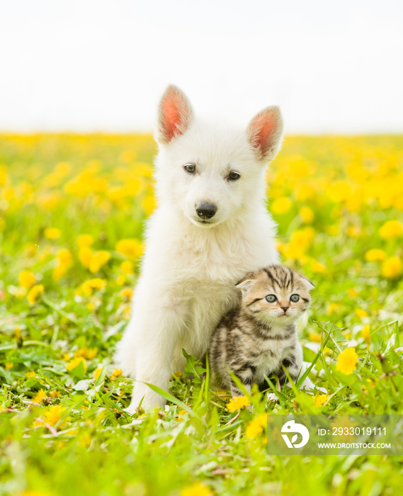 Puppy hugging a kitten on a field of dandelions