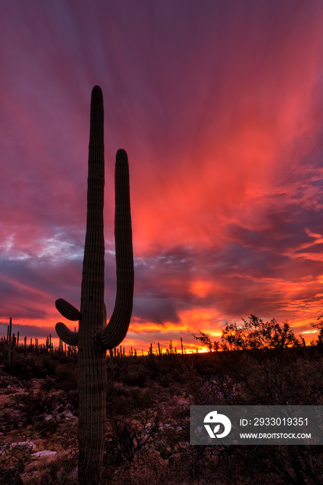 Lone Saguaro Flaming Sky