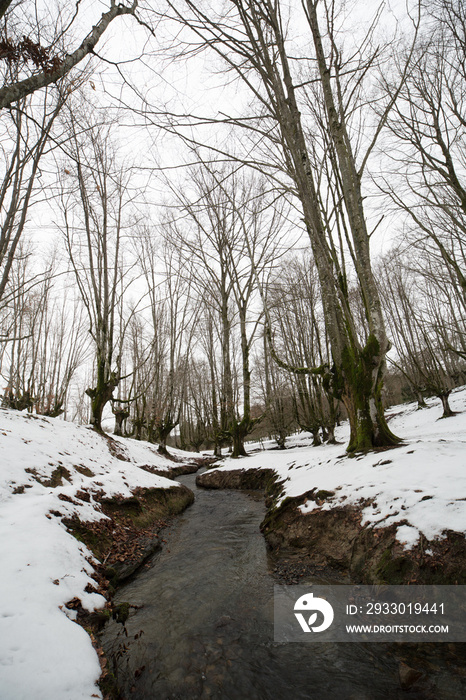 el famoso hayedo de Otzarreta, basque country