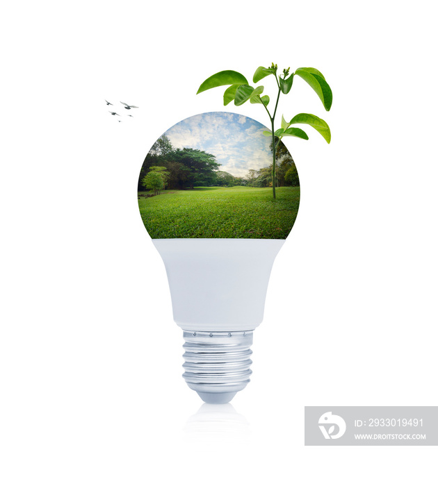 Fresh green tree leaves on green grass and trees in park with led light bulb on white background, Ecology saving power and energy concept