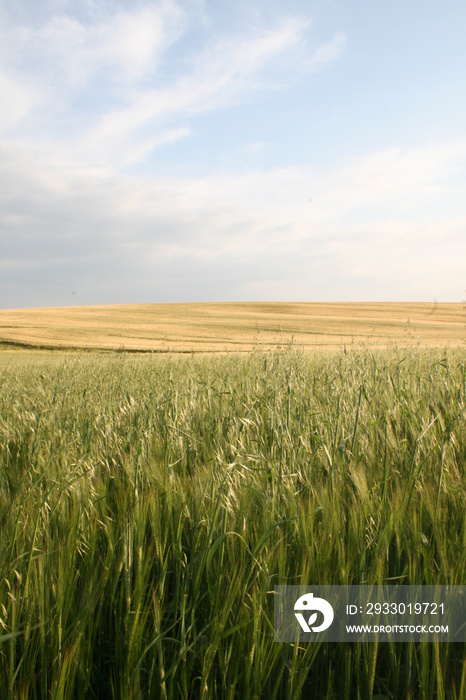 champs cultivés dans la campagne française