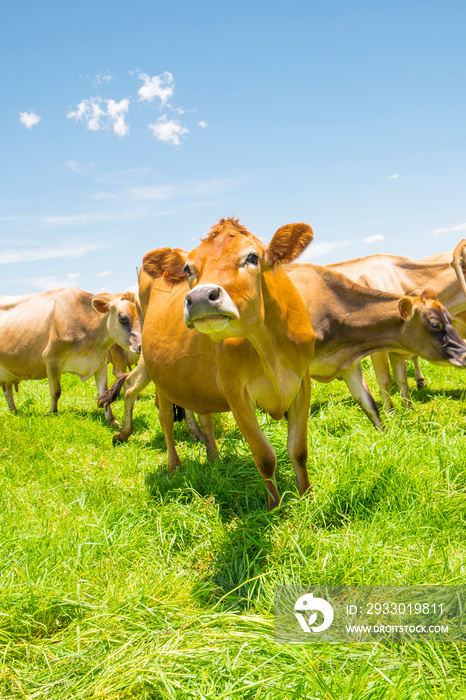 Jersey cows in a field in South Africa