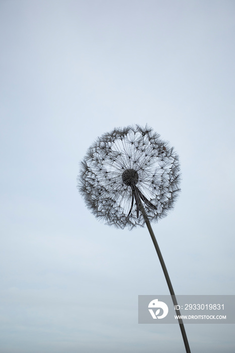 dandelion sculpture isolated from background in black and white with copy space