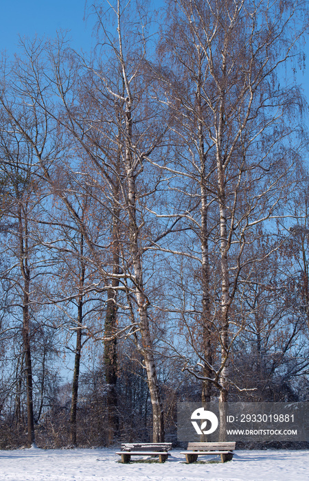 In a park, under tall bare birch trees, there are wooden park benches in winter. The scene is snowy against a blue sky in portrait format