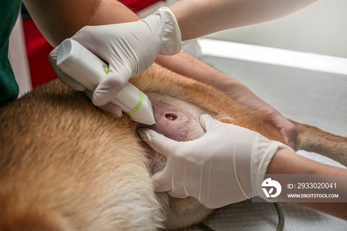 The doctor shaved the dog to make the wound. veterinary surgery. Veterinarian surgery. operating of wounded dog. Wound for shiba inu.