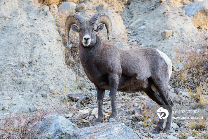 Colorado Rocky Mountain Bighorn Sheep