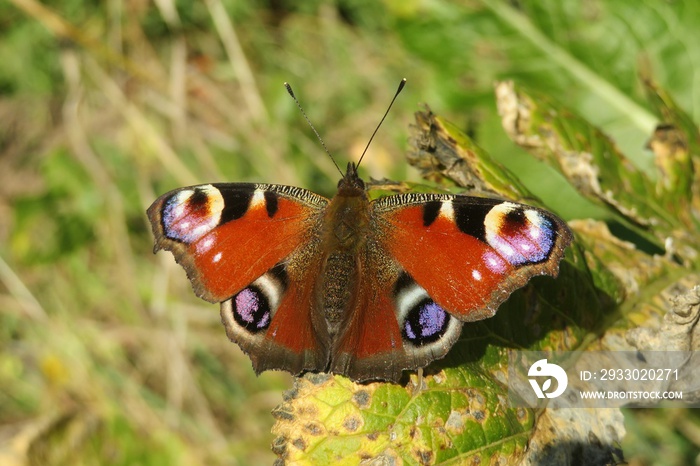 Beautiful peacock butterfly on a leaf in autumn garden, closeup