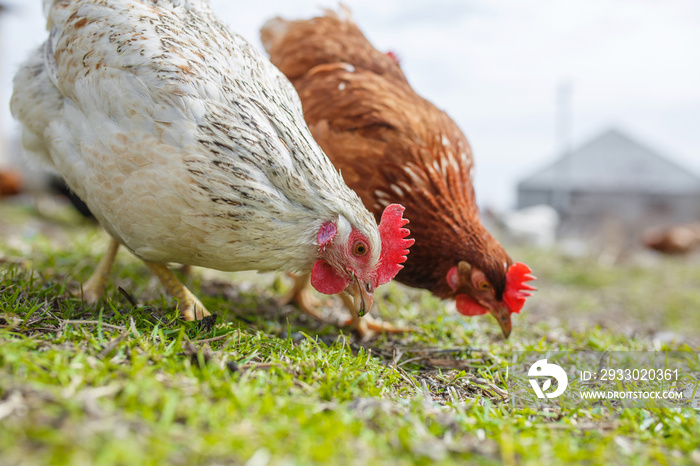 chickens in the yard graze, poultry farm