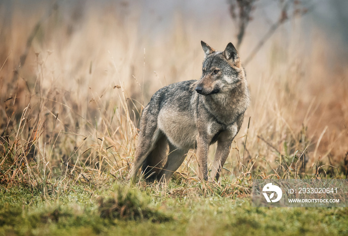 Gray wolf (Canis lupus)