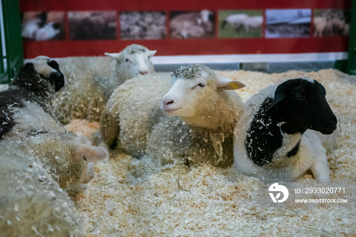 Flock of sheep lying on ground at agricultural animal exhibition, small cattle trade show. Farming, agriculture industry, livestock and animal husbandry concept