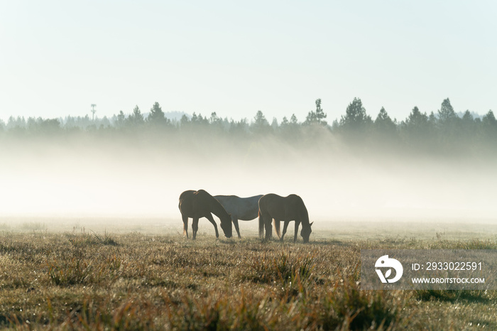 horses in the fog