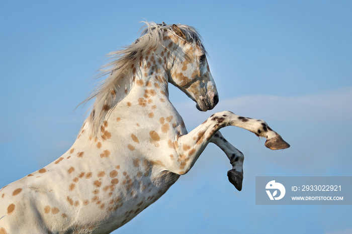 Rearing appaloosa horse