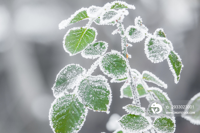 Green leaves in the cold