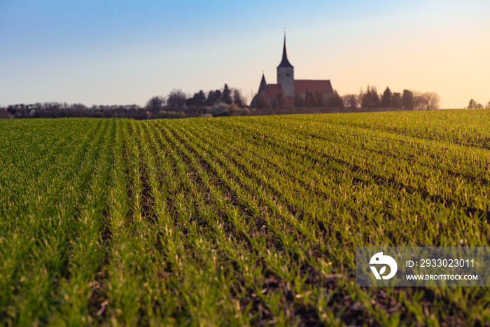 Wheat field in spring at sunset and blue sky. Barley field in Lower Austria