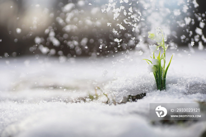 The first spring flowers. Snowdrops in the forest grow out of the snow. White lily of the valley flower under the first rays of the spring sun.