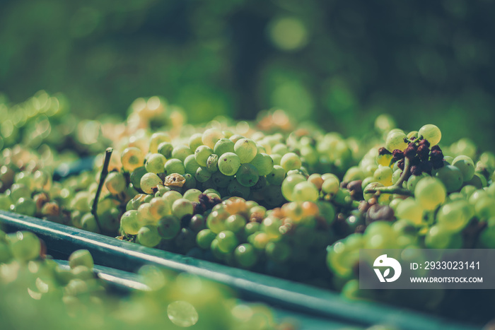 Green vine grapes. Grapes for making wine in the harvesting crate.