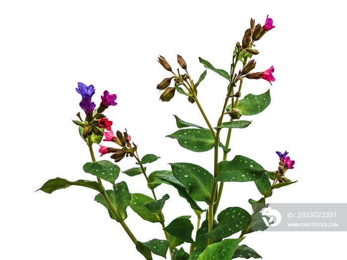 Bush of wild lungwort with pink and blue flowers, isolated on white or transparent background. Raster clipart of the Pulmonaria obscura or Pulmonaria mollis