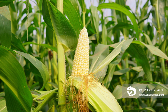 Corn pods on the corn plant,corn field in agricultural garden,