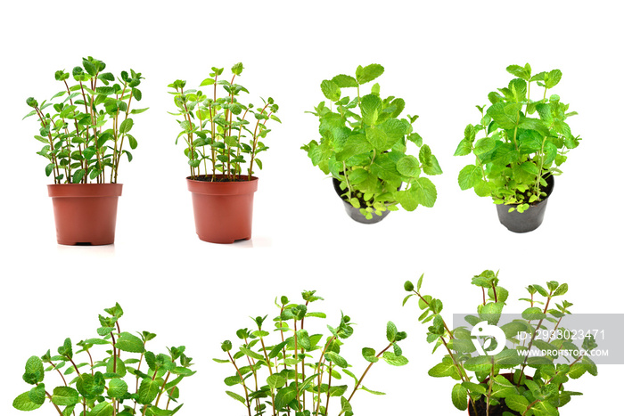 Fresh mint in a pot isolated on white background.