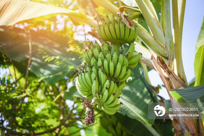 Green bananas in the garden on the banana tree agriculture plantation in Thailand summer fruit /