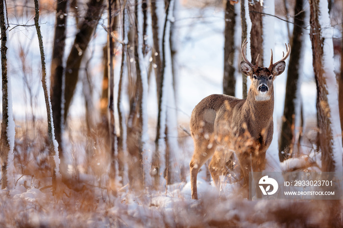 Early winter white tialed buck watching closely the activity before it, in the woods near Hartford, Wisconsin