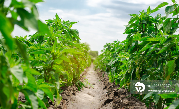 Agriculture land and farming. Plantation of young pepper on a farm on a sunny day. Growing organic vegetables. Eco-friendly products. Agro business. Ukraine, Kherson region. Selective focus