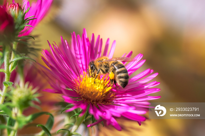 Bee pollinating on an aster flower