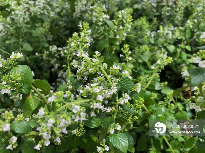 Medium close up shot of clusters of white calamint flowers