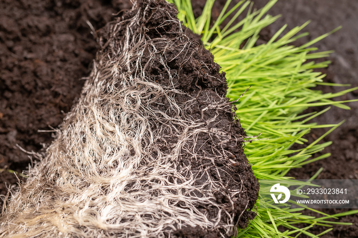 Close-up of intertwined rhizome in a ground of green grass vitgrass. Concept of fertilizer and healthy food supplements for people and animals.