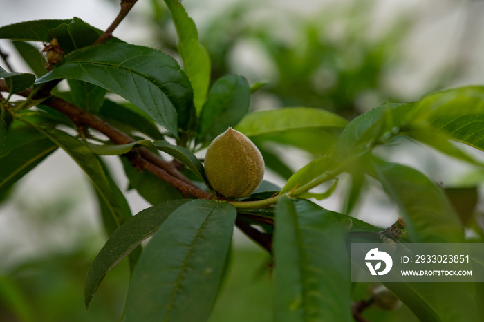 Green peach tree at Petah Tikva