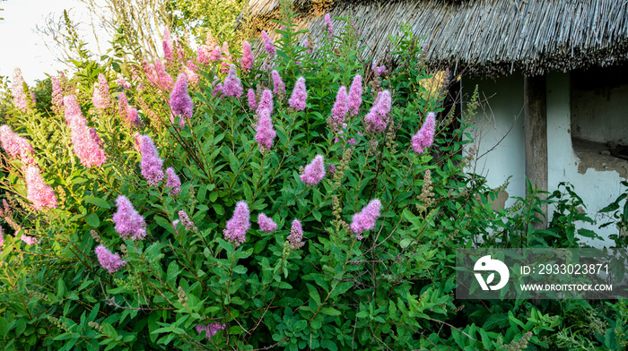 Spiraea douglasii flower blooming, known as hardhack steeplebush and rose spirea