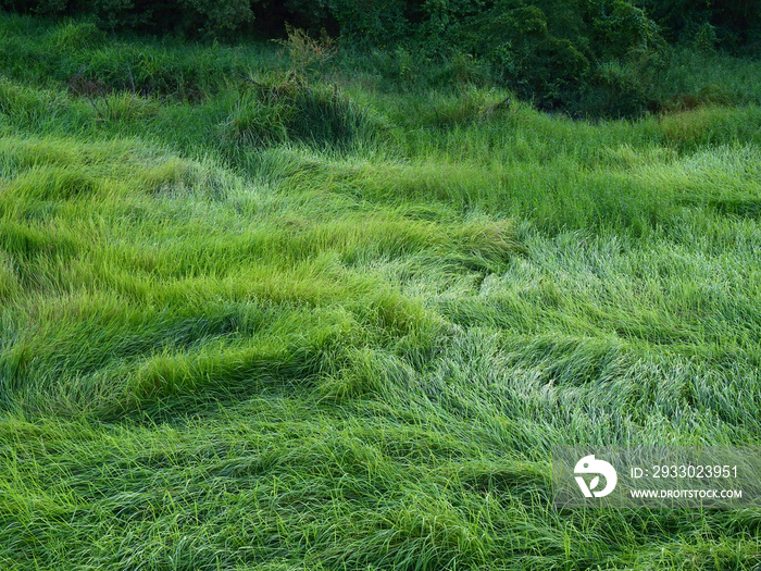 green grass in meadow after storm