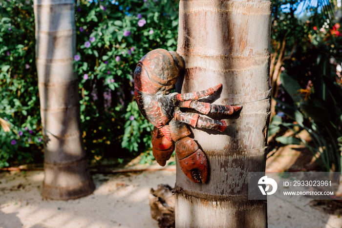 Coconut palm crab perched on a tree on a pacific island on vacation.