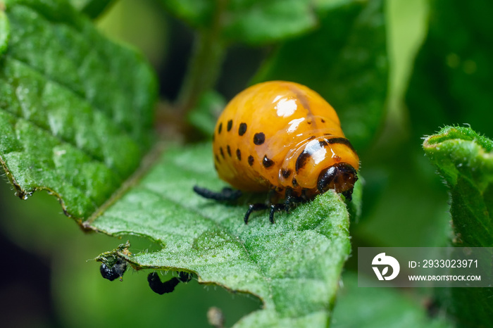 Colorado potato beetle larvae eats potato leaves, damaging agriculture