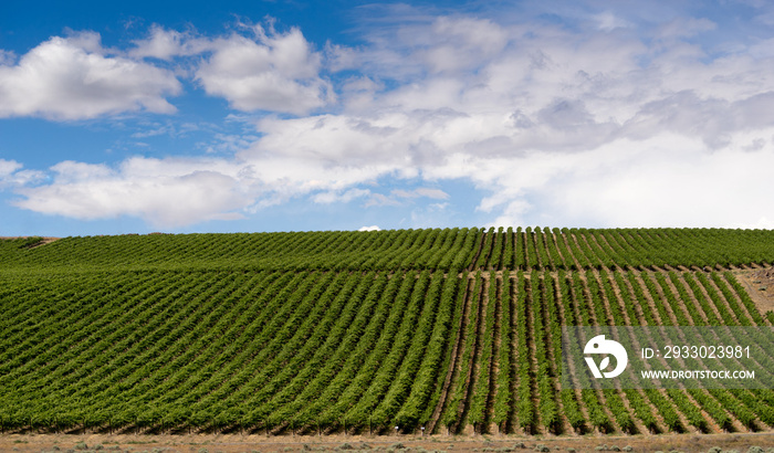 Columbia River Gorge Grape Plantation Fruit Orchard Agriculture