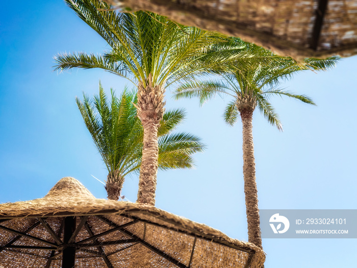 tropical background without people with palm trees and wooden umbrellas in Sharm El Sheikh