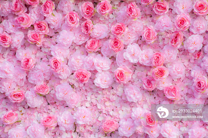 Pink roses background  / Pink roses wallpaper