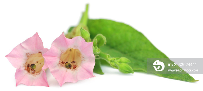 Tobacco flower