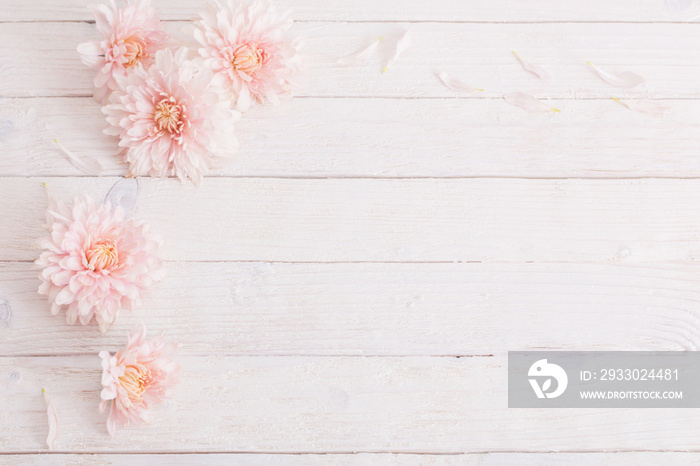 chrysanthemum on white wooden background