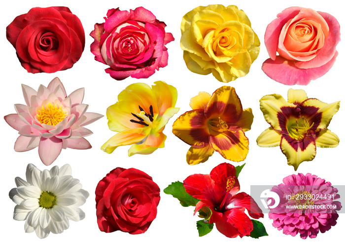 Collection of flowers of different types and colors isolated on white background.