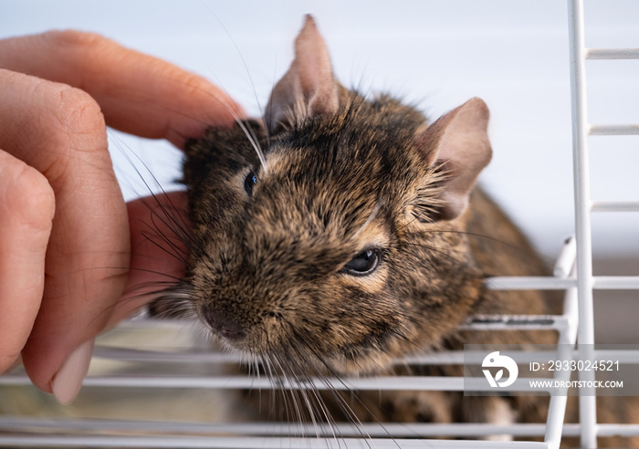 Hand palming little domestic squirrel degu