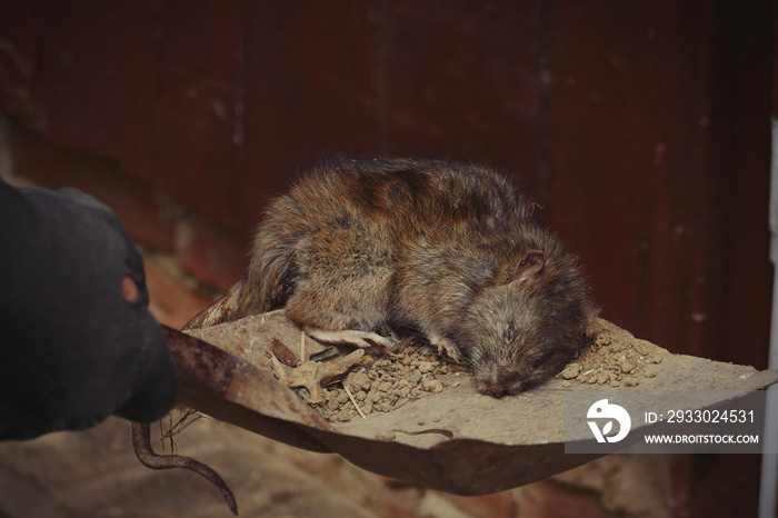 Exterminator person holds a dead rat on a shovel. Pest control concept. Close up shot of Brown rat (Rattus norvegicus) killed by poison in the garden