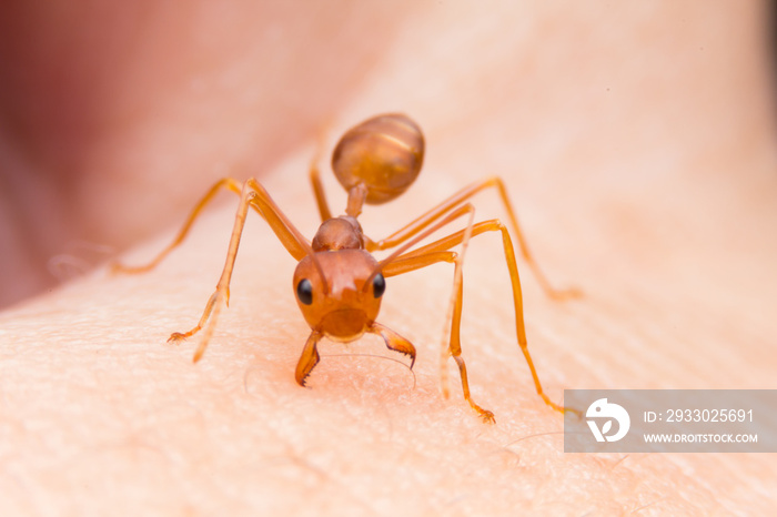 Red ant bite the hand, prevent the enemy from attacking.