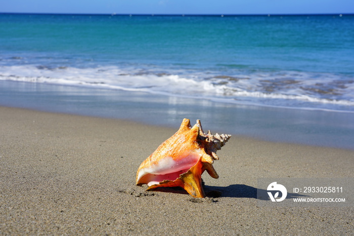 Pink conch shell on a sand beach by the Caribbean Sea in Nevis