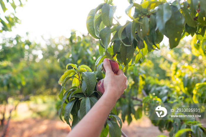 Production of ecological products. The gardener collects red ripe peaches from a tree branch.