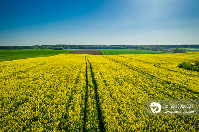 Green and yellow rape fields, Poland from above